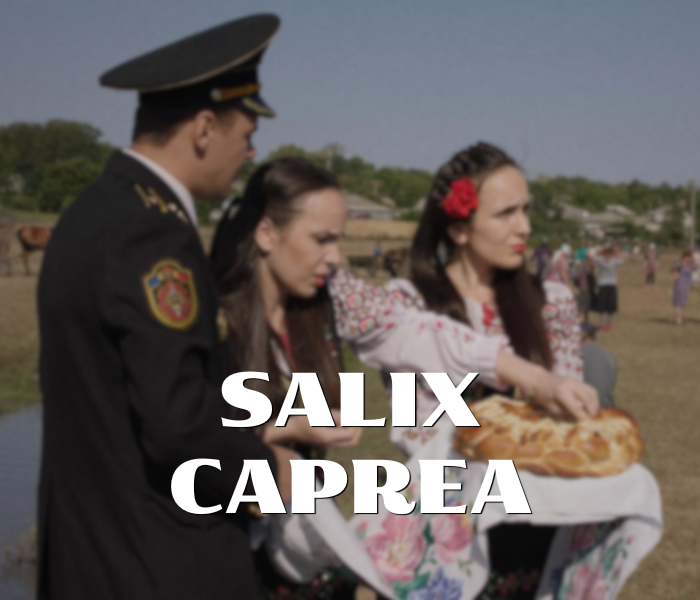 Poster Salix Caprea